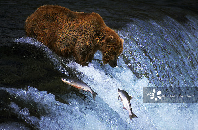 棕熊在河里捕鲑鱼图片素材