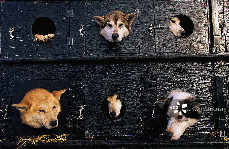 卡车里的雪橇犬图片素材