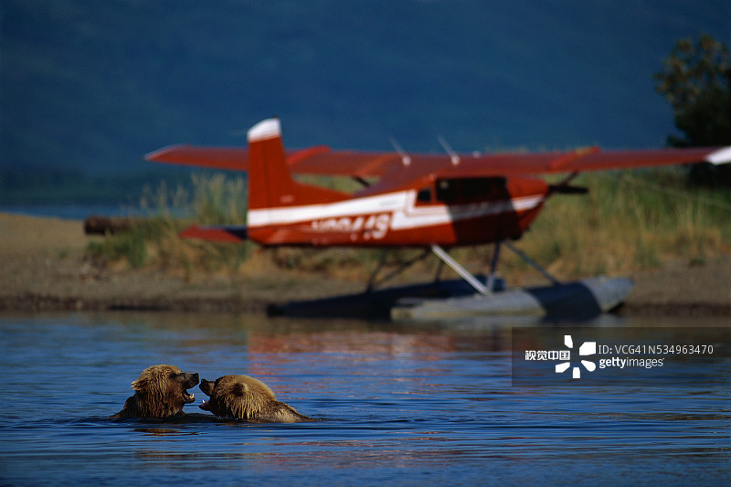 水上飞机旁的熊图片素材