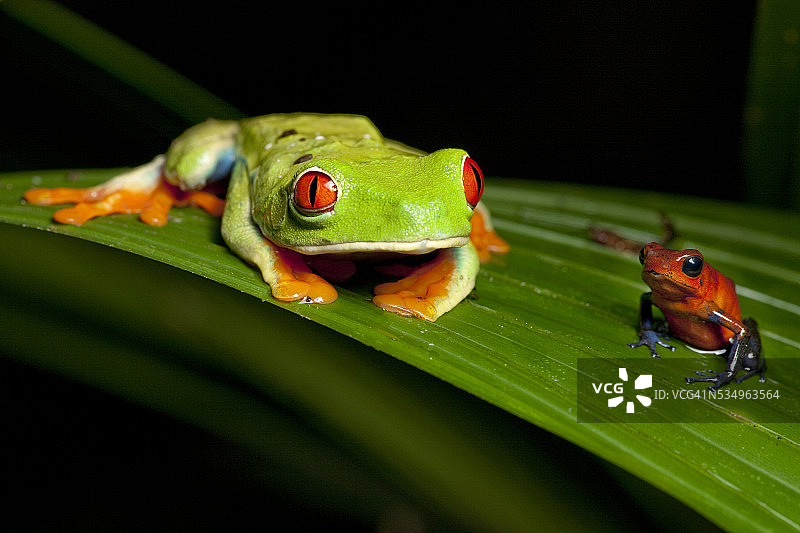 哥斯达黎加的雨林蛙图片素材