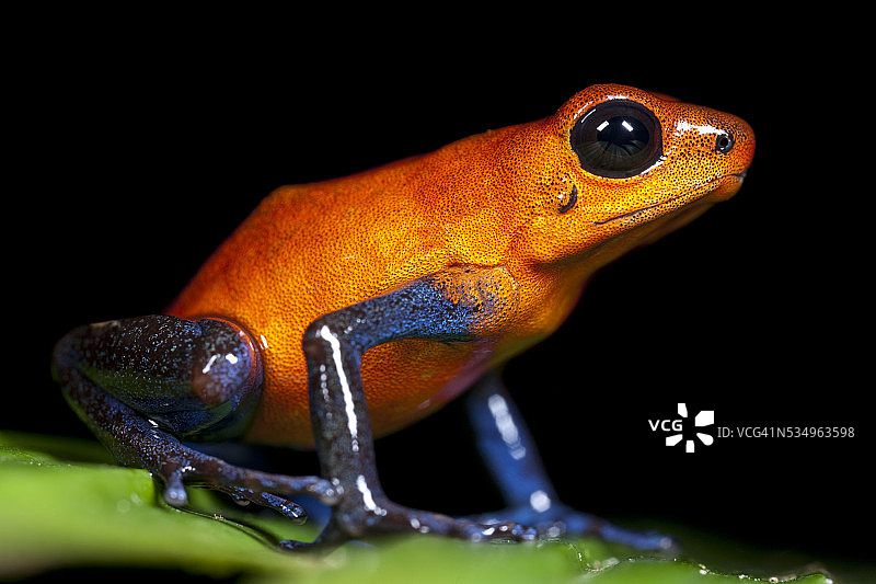 哥斯达黎加的草莓箭毒蛙图片素材