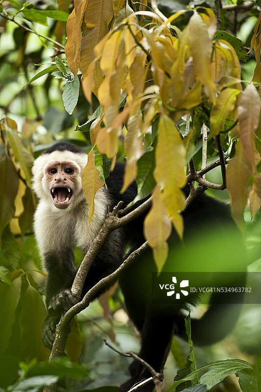 哥斯达黎加树上的白面卷尾猴图片素材