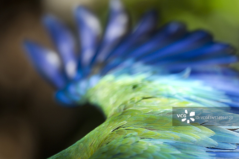 绿金刚鹦鹉，哥斯达黎加图片素材