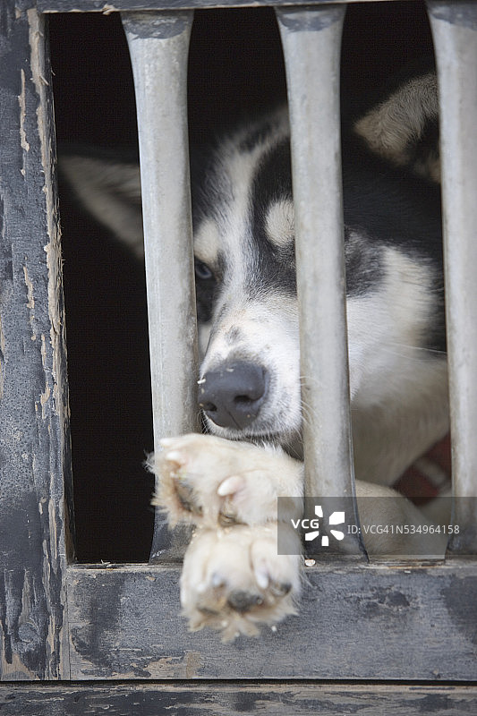 2005年艾迪塔罗德比赛前在犬舍休息的雪橇犬图片素材