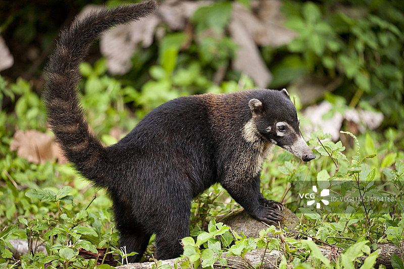 哥斯达黎加浣熊图片素材