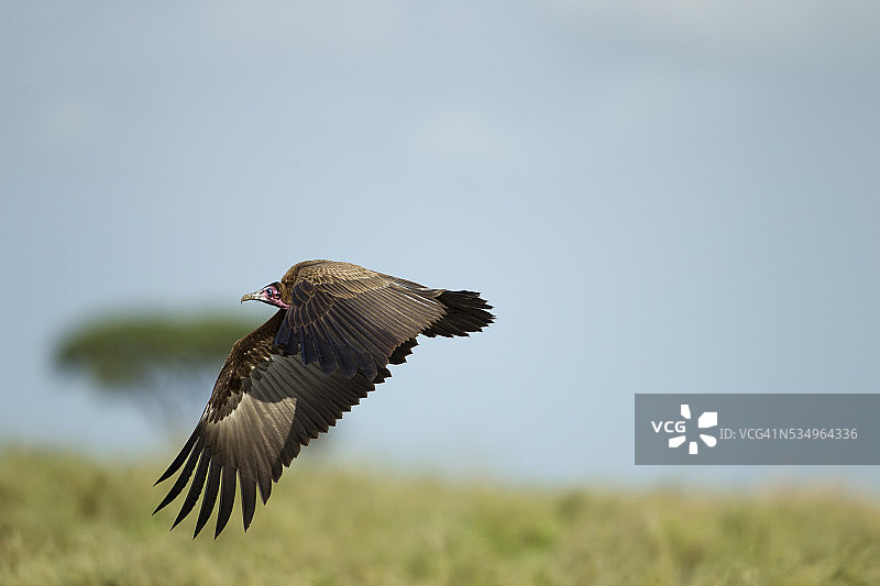 坦桑尼亚恩戈罗恩戈罗保护区的棕榈鹫图片素材