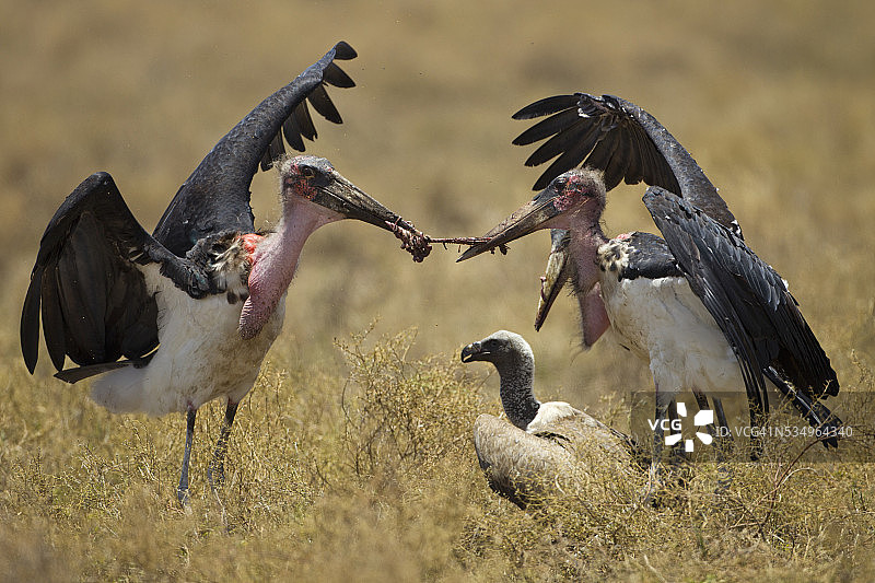 坦桑尼亚恩戈罗恩戈罗保护区的秃鹳图片素材