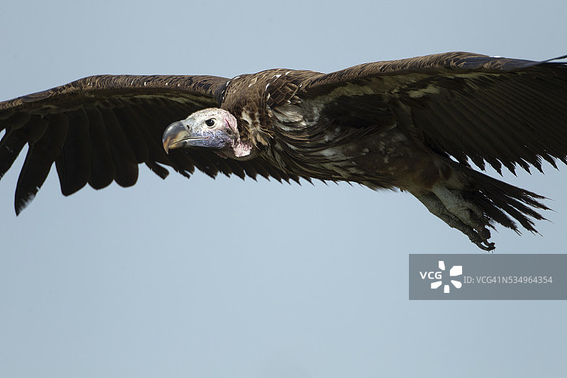 坦桑尼亚恩戈罗恩戈罗保护区白头鹫图片素材