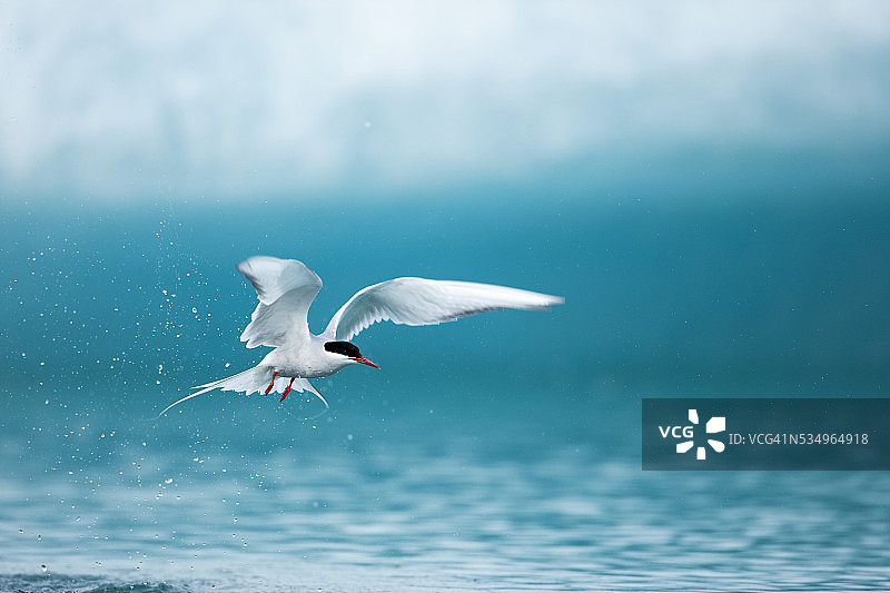 北极燕鸥在杰古沙龙湖捕鱼图片素材