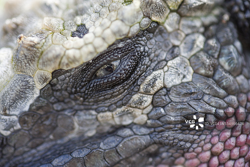 红色海鬣蜥特写图片素材