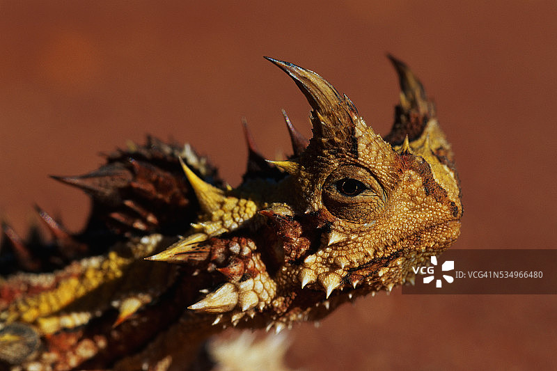 魔蜥头部图片素材