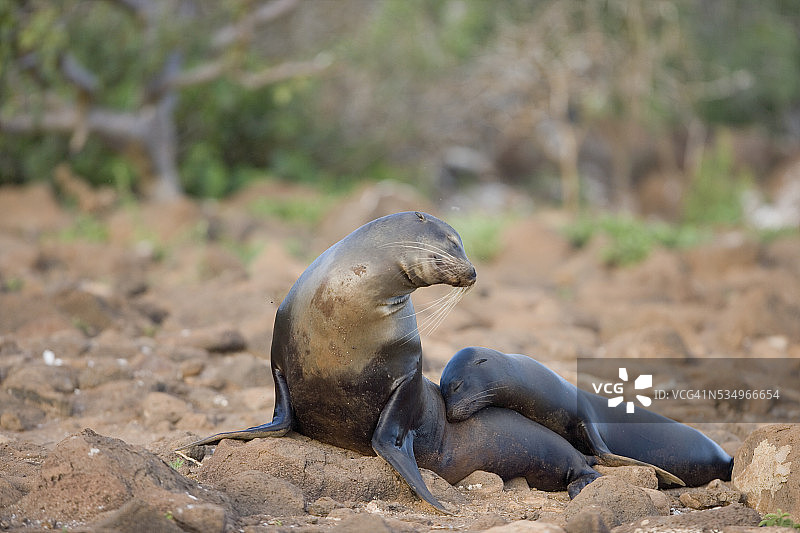 加拉帕戈斯海狮图片素材