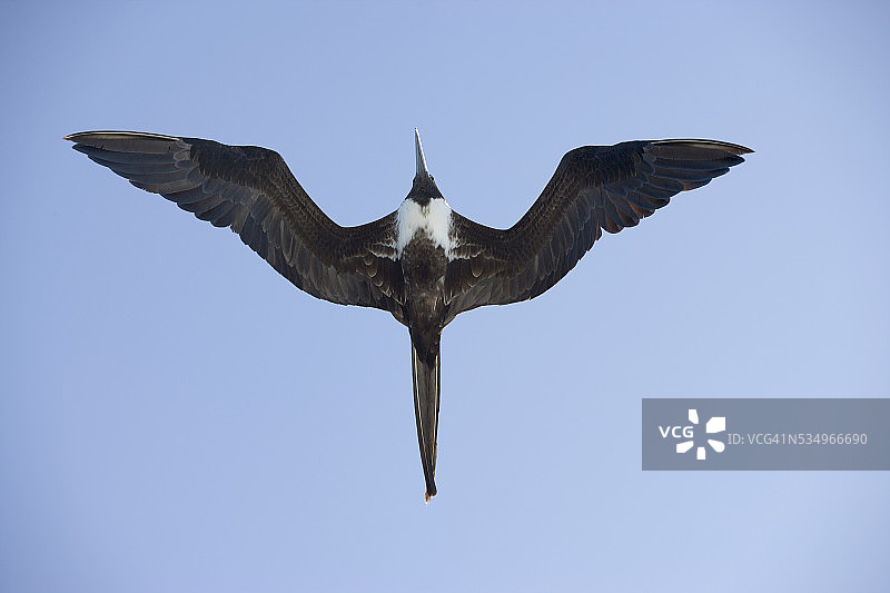 加拉帕戈斯群岛国家公园上空飞行的军舰鸟图片素材