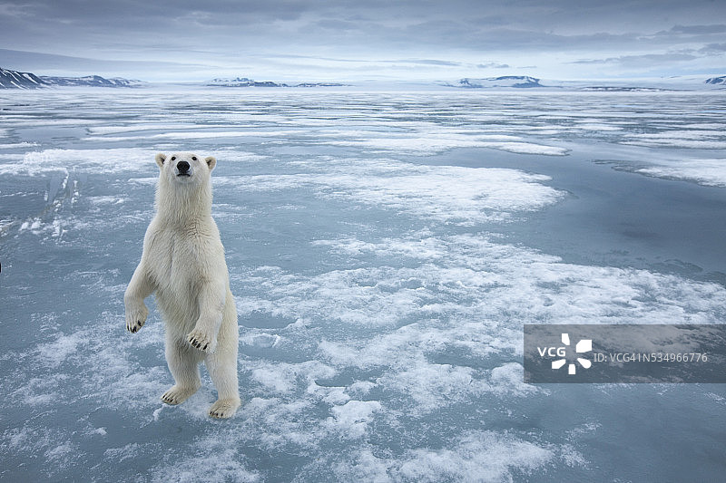 斯瓦尔巴群岛的北极熊，挪威图片素材