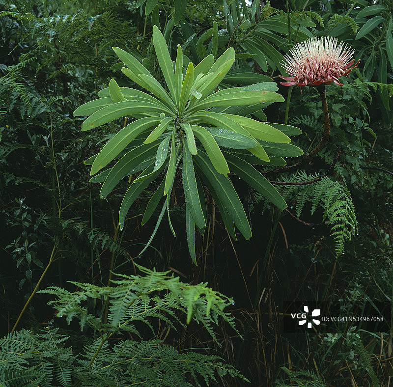 帝王花植物图片素材