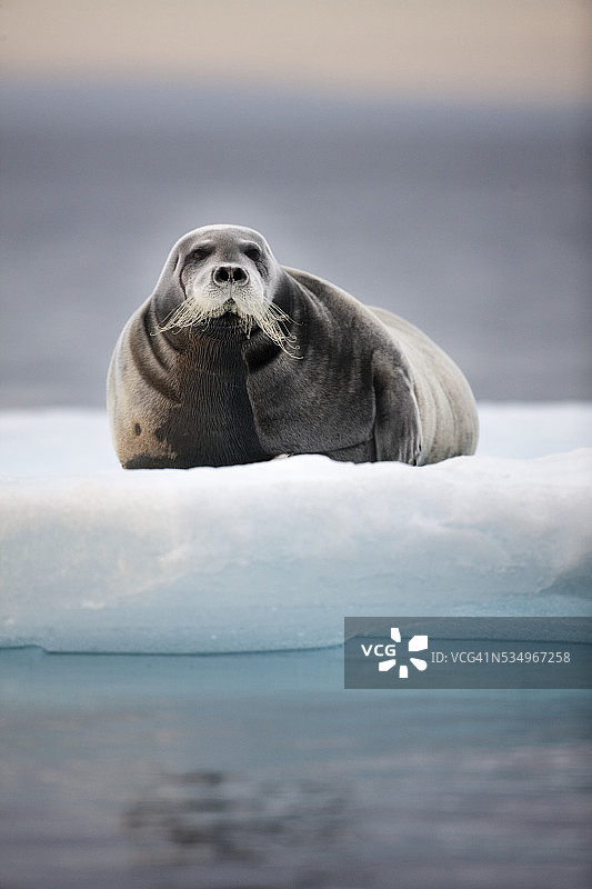 在挪威斯瓦尔巴群岛的冰山上发现的髯海豹图片素材