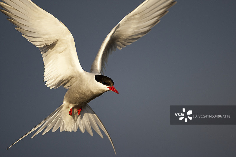 飞行中的北极燕鸥图片素材