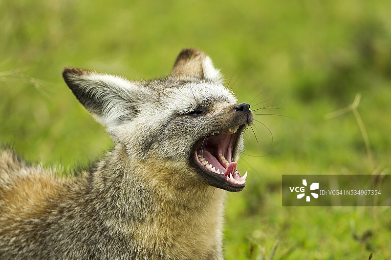 蝙蝠耳廓狐图片素材