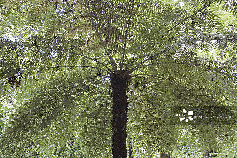 温带雨林中的高大树蕨图片素材