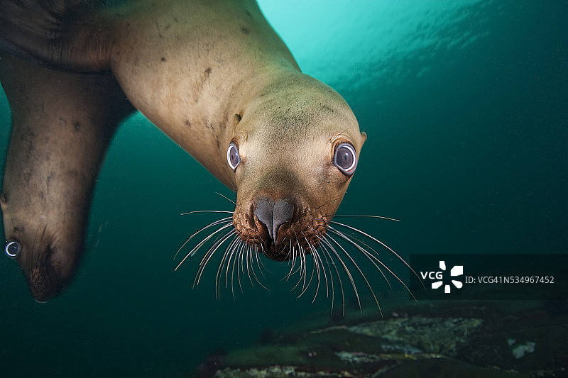 水下海狮图片素材