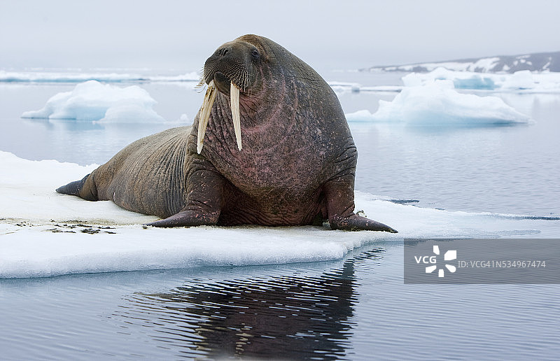 冰上的海象图片素材