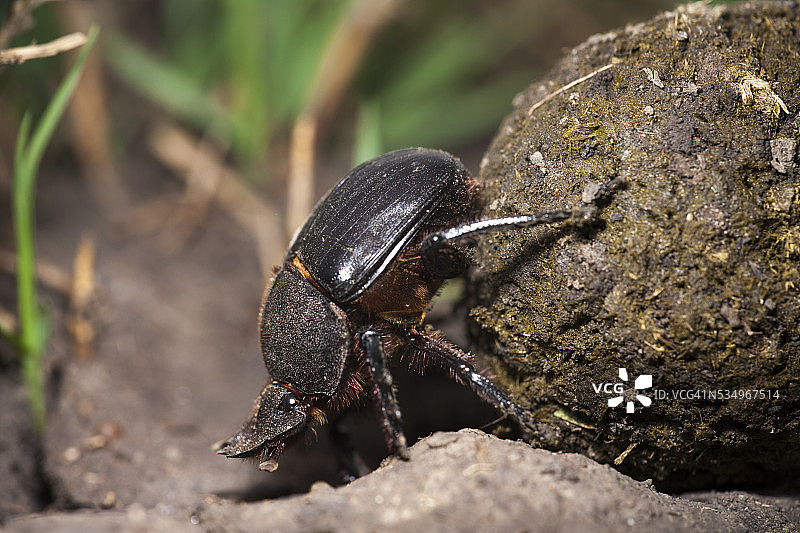 蜣螂图片素材