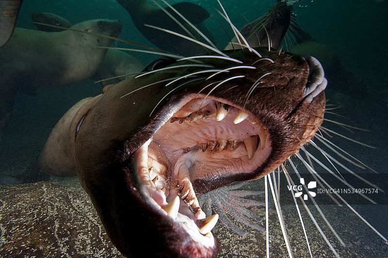 加拿大不列颠哥伦比亚省霍恩比岛海狮张嘴特写图片素材