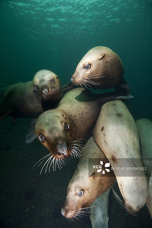 游泳的斯特勒海狮图片素材