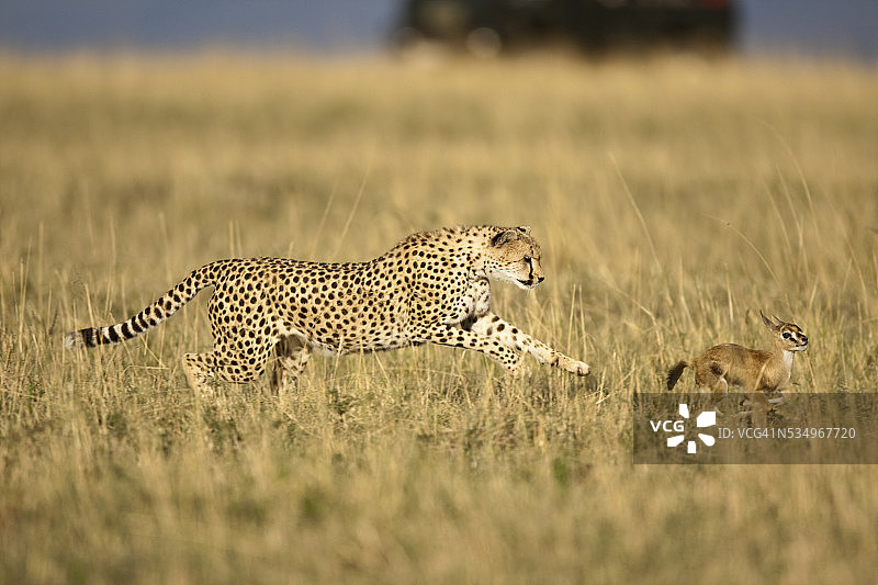 猎豹捕猎汤姆森瞪羚幼崽图片素材