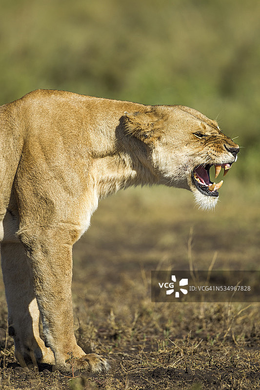 咆哮的雌狮图片素材
