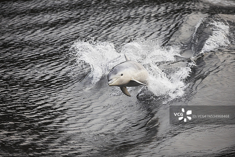 跃起的海豚图片素材