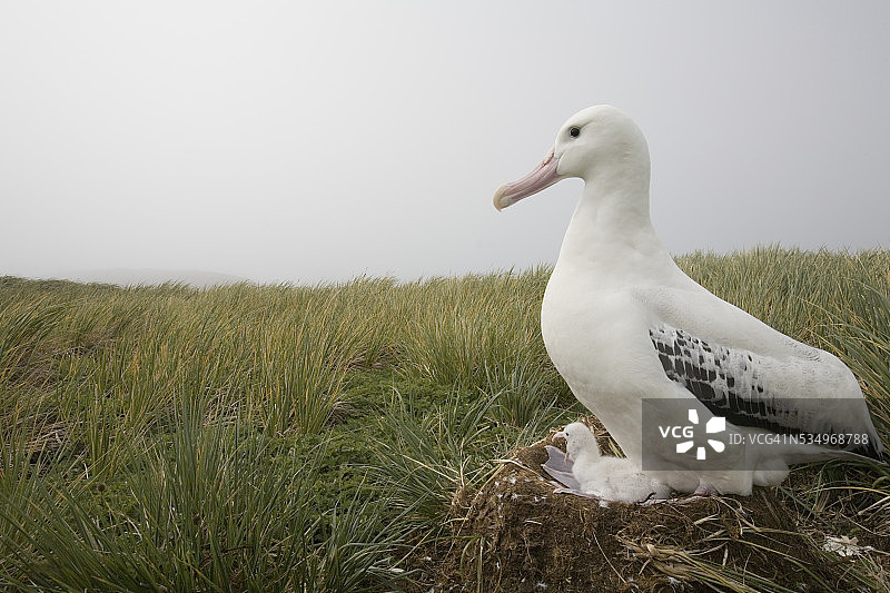 巢中的漂泊信天翁图片素材