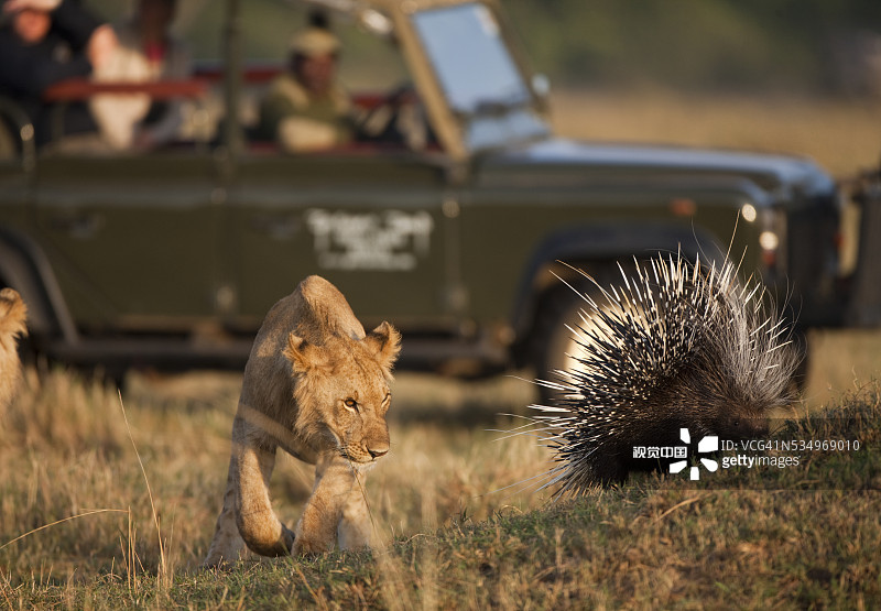 幼狮跟踪豪猪图片素材