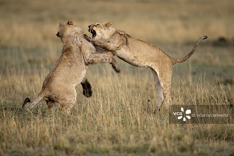 互相争斗的小狮子图片素材