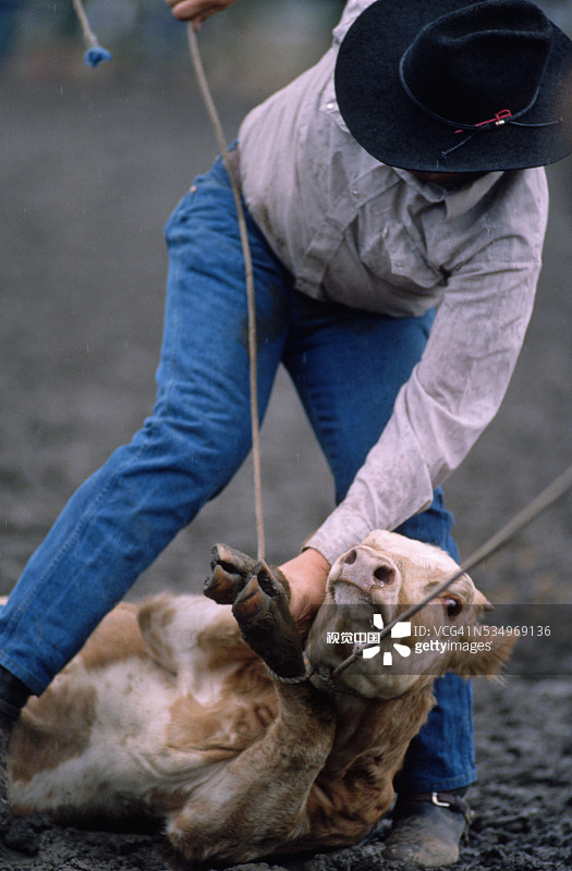 小牛套索图片素材