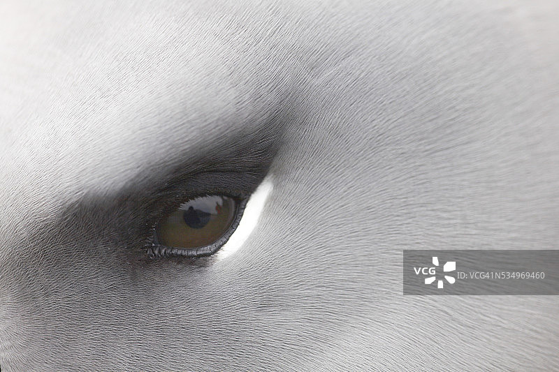 南乔治亚岛上的灰头信天翁图片素材