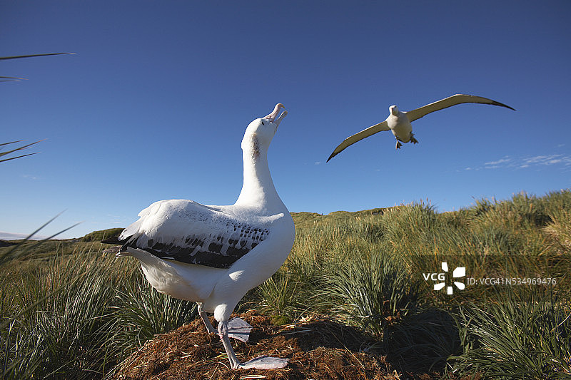 南乔治亚岛上的漂泊信天翁图片素材