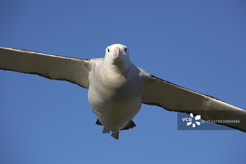 南乔治亚岛上飞行的漂泊信天翁图片素材