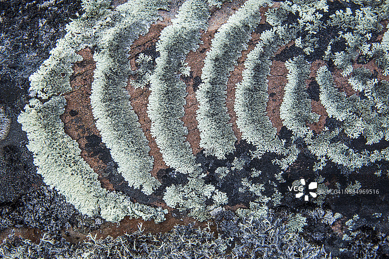 加拿大努纳武特Ukkusiksalik国家公园瓦格海湾的北极岩石上的地衣图片素材