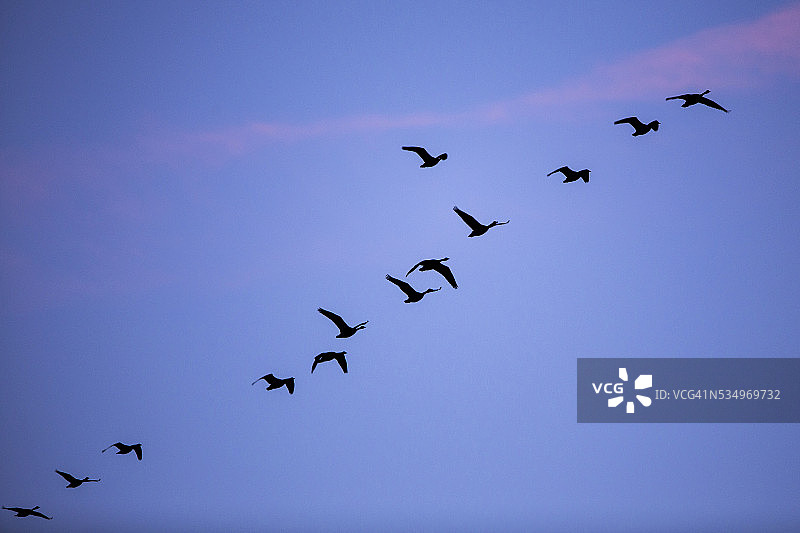 新墨西哥州博斯克德尔阿帕契的雪雁图片素材
