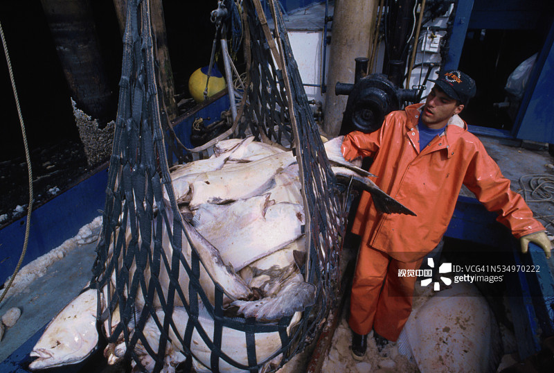 卸载大比目鱼图片素材