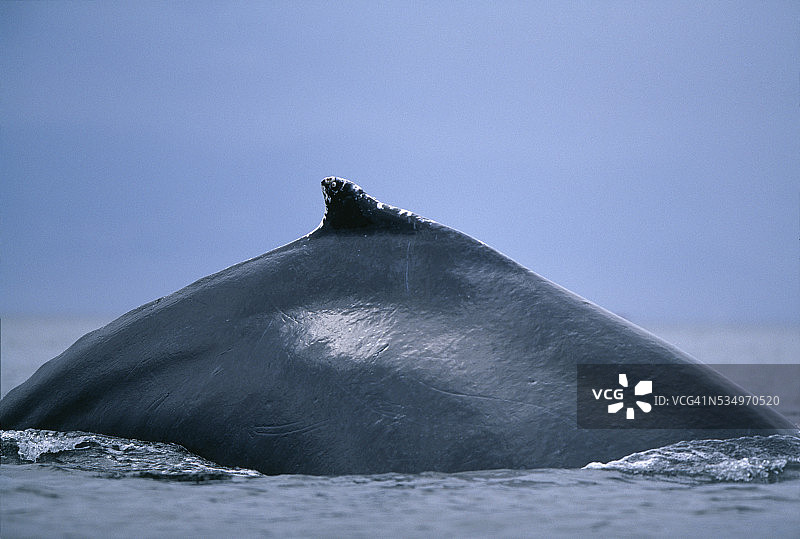 座头鲸的背鳍图片素材