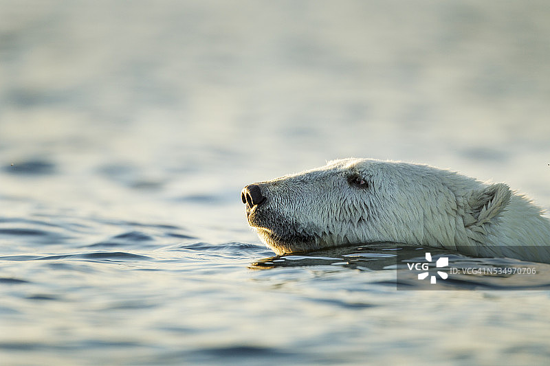 在加拿大马尼托巴省哈德逊湾游泳的北极熊图片素材