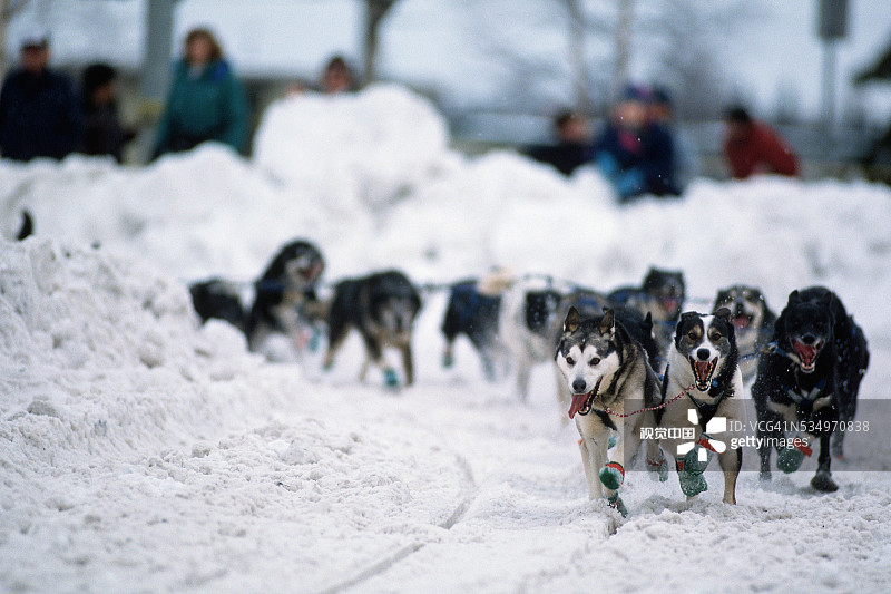 参加艾迪塔罗德狗拉雪橇比赛的队伍图片素材