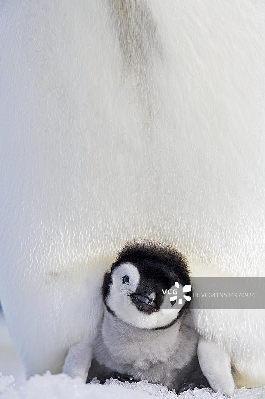 南极洲的帝企鹅和企鹅宝宝图片素材