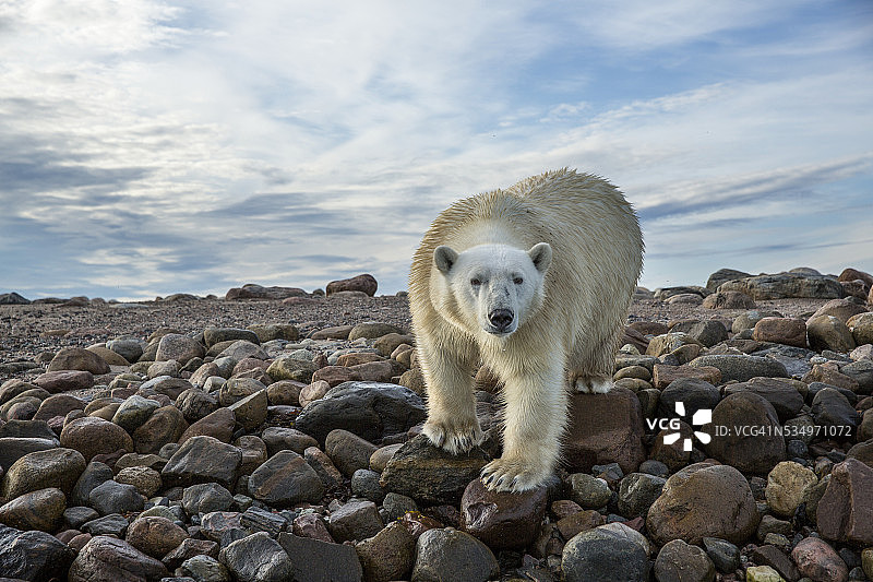 加拿大努纳武特哈德逊湾的北极熊图片素材