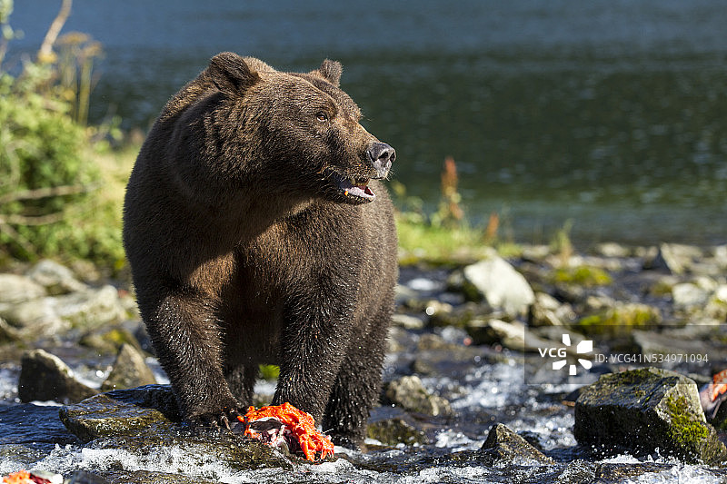 阿拉斯加卡特迈国家公园，棕熊图片素材