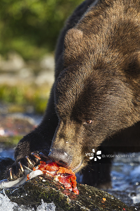 棕熊和鲑鱼，卡特迈国家公园，阿拉斯加图片素材
