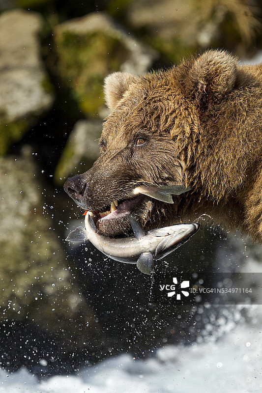 棕熊和鲑鱼，卡特迈国家公园，阿拉斯加图片素材