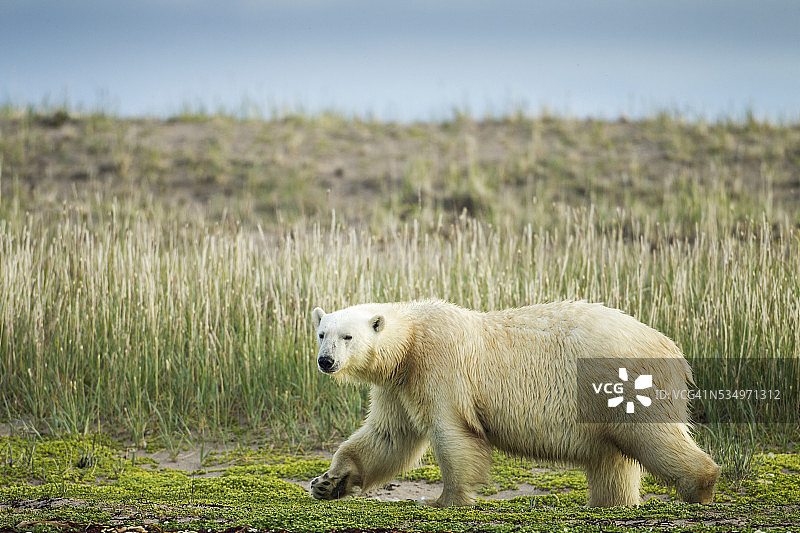 加拿大努纳武特哈德逊湾的北极熊图片素材